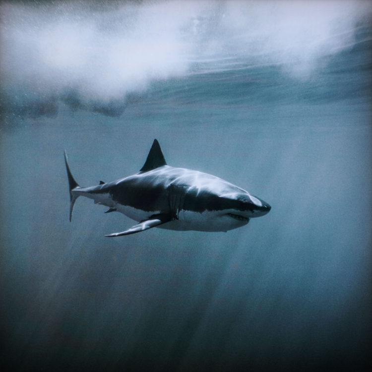 white shark, greg williams, olly & suzi, lightbox installation, gwp, shark light box